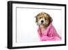 Teddy Bear Dog (Wet) Wrapped in a Towel-null-Framed Photographic Print