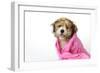 Teddy Bear Dog (Wet) Wrapped in a Towel-null-Framed Photographic Print