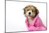 Teddy Bear Dog (Wet) Wrapped in a Towel-null-Mounted Photographic Print