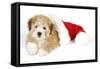 Teddy Bear Dog with Christmas Hat-null-Framed Stretched Canvas