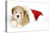 Teddy Bear Dog with Christmas Hat-null-Stretched Canvas