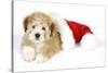 Teddy Bear Dog with Christmas Hat-null-Stretched Canvas