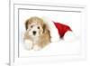 Teddy Bear Dog with Christmas Hat-null-Framed Photographic Print