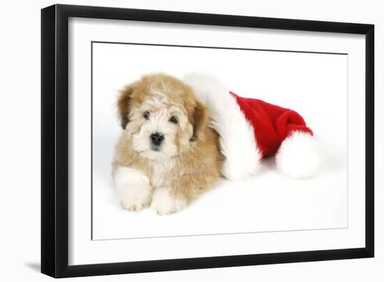 Teddy Bear Dog with Christmas Hat-null-Framed Photographic Print