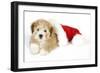 Teddy Bear Dog with Christmas Hat-null-Framed Photographic Print