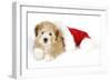 Teddy Bear Dog with Christmas Hat-null-Framed Photographic Print