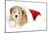 Teddy Bear Dog with Christmas Hat-null-Mounted Photographic Print