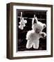 Teddy Bear Drying-U^ Dresing-Framed Art Print