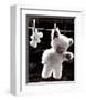 Teddy Bear Drying-U^ Dresing-Framed Art Print