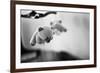 Teddy Bear Mobile-null-Framed Photo