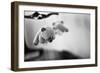 Teddy Bear Mobile-null-Framed Photo