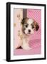Teddy Bear Puppy in Pink Suitcase-null-Framed Photographic Print