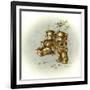 Teddy Bear's Picnic II-Peggy Harris-Framed Giclee Print