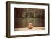 Teddy Bear-Creaturart Images-Framed Photographic Print