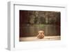 Teddy Bear-Creaturart Images-Framed Photographic Print