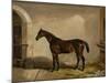 Teddy the Tiler, A Horse, 1842-Thomas W. Bretland-Mounted Giclee Print