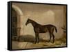 Teddy the Tiler, A Horse, 1842-Thomas W. Bretland-Framed Stretched Canvas