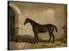 Teddy the Tiler, A Horse, 1842-Thomas W. Bretland-Stretched Canvas