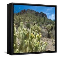 Teddybear Cholla Cactus in Arizona Desert Mountains-Anna Miller-Framed Stretched Canvas