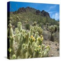 Teddybear Cholla Cactus in Arizona Desert Mountains-Anna Miller-Stretched Canvas