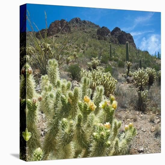 Teddybear Cholla Cactus in Arizona Desert Mountains-Anna Miller-Stretched Canvas