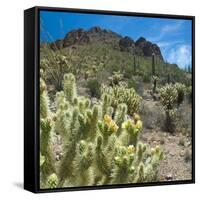 Teddybear Cholla Cactus in Arizona Desert Mountains-Anna Miller-Framed Stretched Canvas