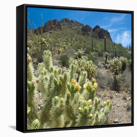 Teddybear Cholla Cactus in Arizona Desert Mountains-Anna Miller-Framed Stretched Canvas