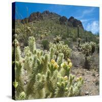 Teddybear Cholla Cactus in Arizona Desert Mountains-Anna Miller-Stretched Canvas