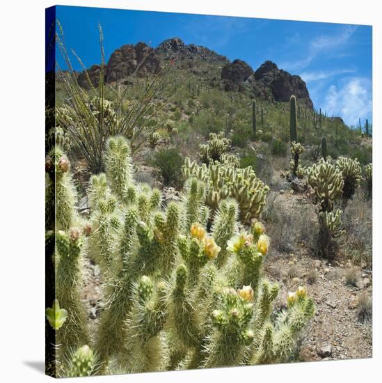 Teddybear Cholla Cactus in Arizona Desert Mountains-Anna Miller-Stretched Canvas