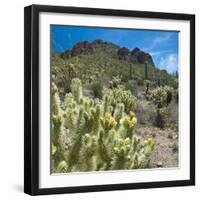 Teddybear Cholla Cactus in Arizona Desert Mountains-Anna Miller-Framed Premium Photographic Print