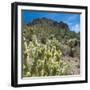 Teddybear Cholla Cactus in Arizona Desert Mountains-Anna Miller-Framed Premium Photographic Print