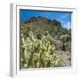 Teddybear Cholla Cactus in Arizona Desert Mountains-Anna Miller-Framed Premium Photographic Print