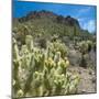 Teddybear Cholla Cactus in Arizona Desert Mountains-Anna Miller-Mounted Premium Photographic Print