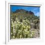 Teddybear Cholla Cactus in Arizona Desert Mountains-Anna Miller-Framed Premium Photographic Print