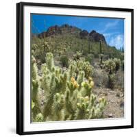 Teddybear Cholla Cactus in Arizona Desert Mountains-Anna Miller-Framed Premium Photographic Print