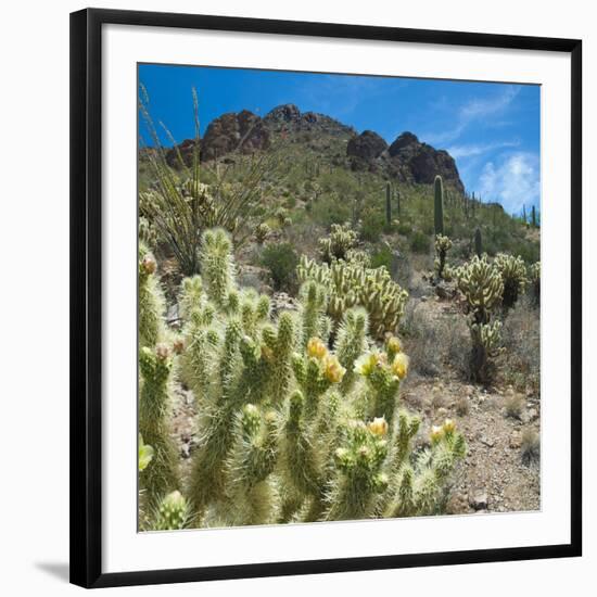 Teddybear Cholla Cactus in Arizona Desert Mountains-Anna Miller-Framed Premium Photographic Print