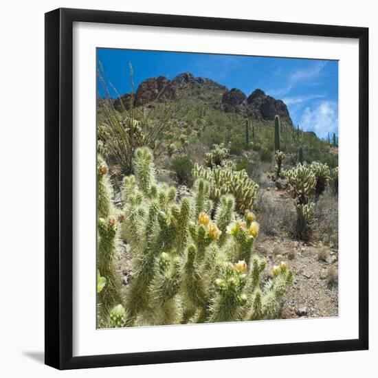 Teddybear Cholla Cactus in Arizona Desert Mountains-Anna Miller-Framed Photographic Print