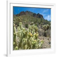 Teddybear Cholla Cactus in Arizona Desert Mountains-Anna Miller-Framed Photographic Print