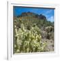 Teddybear Cholla Cactus in Arizona Desert Mountains-Anna Miller-Framed Photographic Print