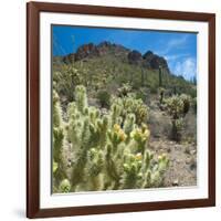 Teddybear Cholla Cactus in Arizona Desert Mountains-Anna Miller-Framed Photographic Print