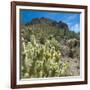 Teddybear Cholla Cactus in Arizona Desert Mountains-Anna Miller-Framed Photographic Print