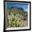 Teddybear Cholla Cactus in Arizona Desert Mountains-Anna Miller-Framed Photographic Print