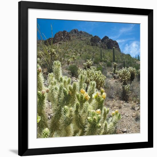 Teddybear Cholla Cactus in Arizona Desert Mountains-Anna Miller-Framed Photographic Print