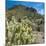 Teddybear Cholla Cactus in Arizona Desert Mountains-Anna Miller-Mounted Photographic Print