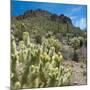Teddybear Cholla Cactus in Arizona Desert Mountains-Anna Miller-Mounted Photographic Print