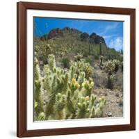 Teddybear Cholla Cactus in Arizona Desert Mountains-Anna Miller-Framed Photographic Print