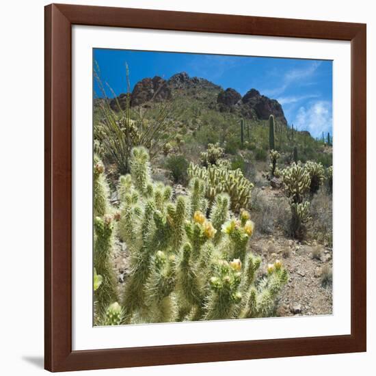 Teddybear Cholla Cactus in Arizona Desert Mountains-Anna Miller-Framed Photographic Print