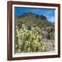 Teddybear Cholla Cactus in Arizona Desert Mountains-Anna Miller-Framed Photographic Print