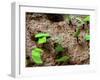 Tee Cutter Ants-Dana Brett Munach-Framed Giclee Print