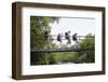 Teenage Boys and Girls with Backpacks Walking on Bridge in Forest-Nosnibor137-Framed Photographic Print